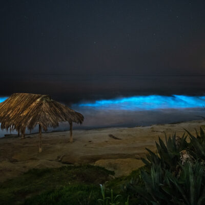 Windansea - Red Tide Bioluminescence
