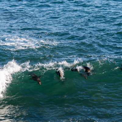 Sea Lions Surfing at La Jolla Cove #5