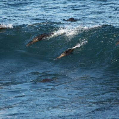 Sea Lions Surfing at La Jolla Cove #4