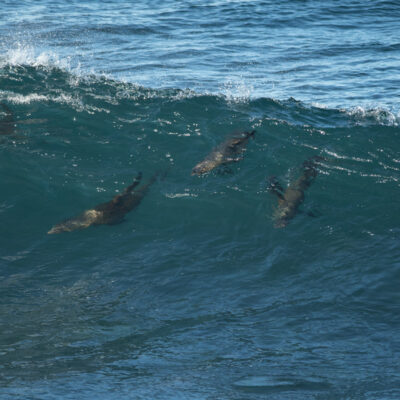 Sea Lions Surfing at La Jolla Cove #3